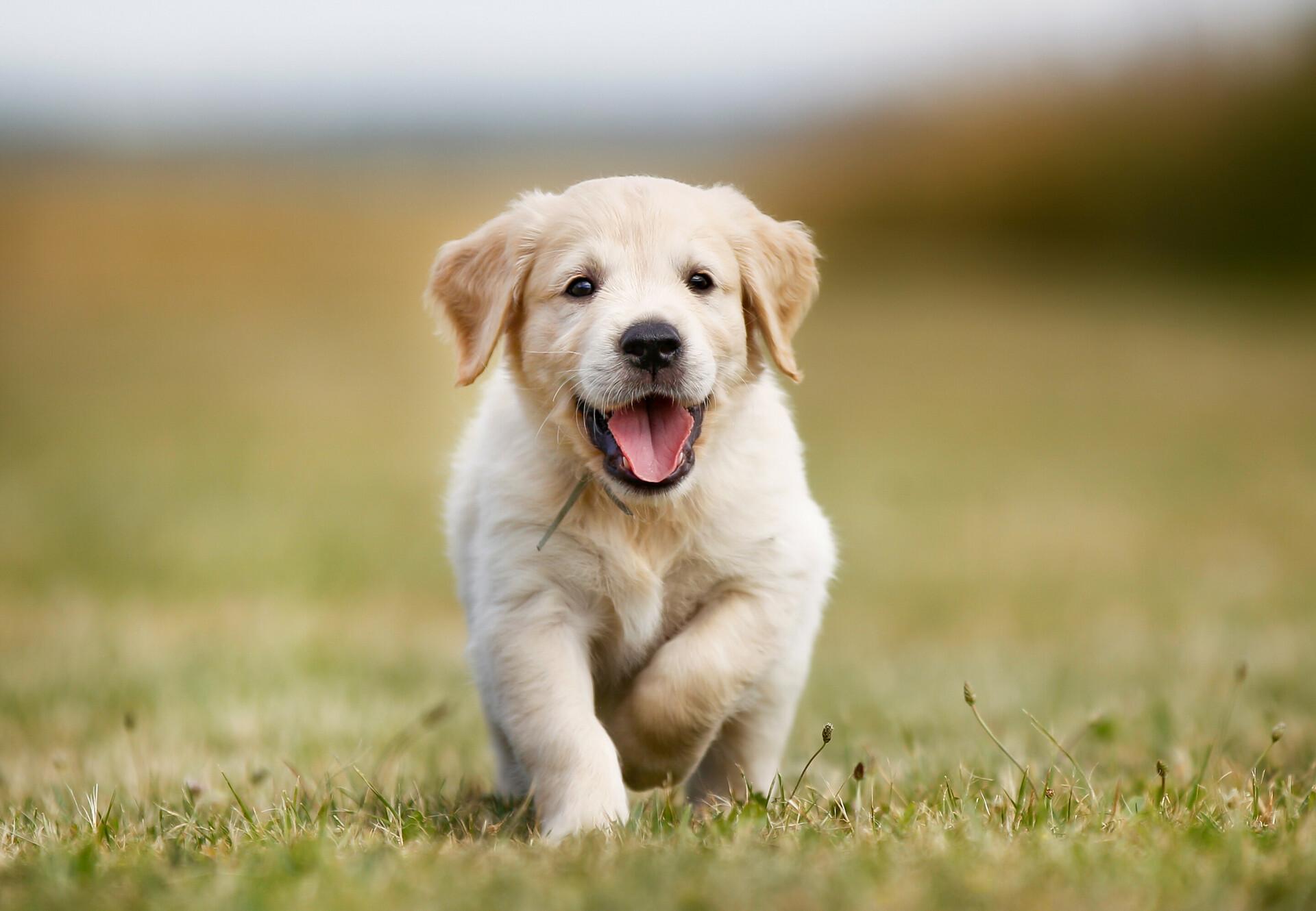 Benefits of Structured Puppy Play Sessions